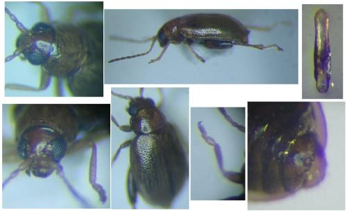 Réf. 315 000 : Longitarsus scutellaris